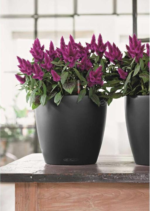 Image du produit Lechuza Classico Color (42 x 39.50 cm)