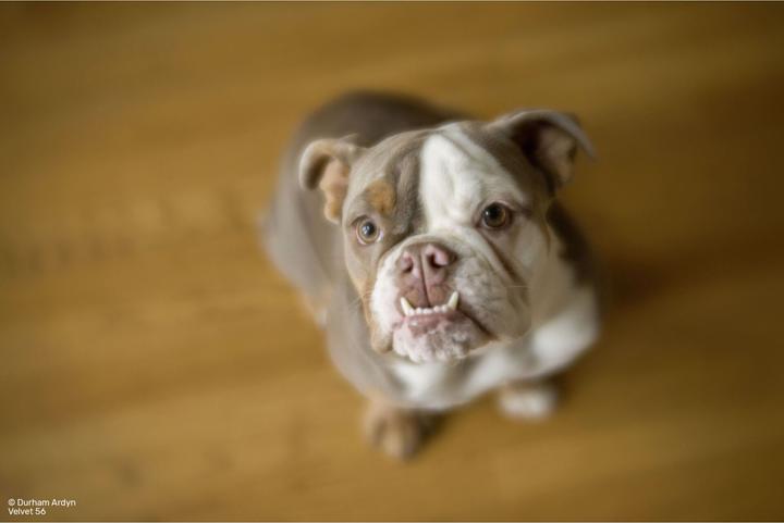 Produktbild Lensbaby Velvet 56 silver Sony E (Sony E, Vollformat, APS-C / DX)
