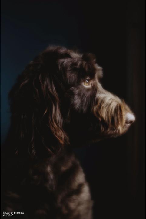 Produktbild Lensbaby Velvet 56 silver Sony E (Sony E, Vollformat, APS-C / DX)