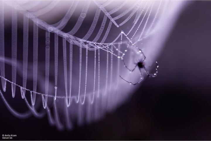 Produktbild Lensbaby Velvet 56 silver Sony E (Sony E, Vollformat, APS-C / DX)