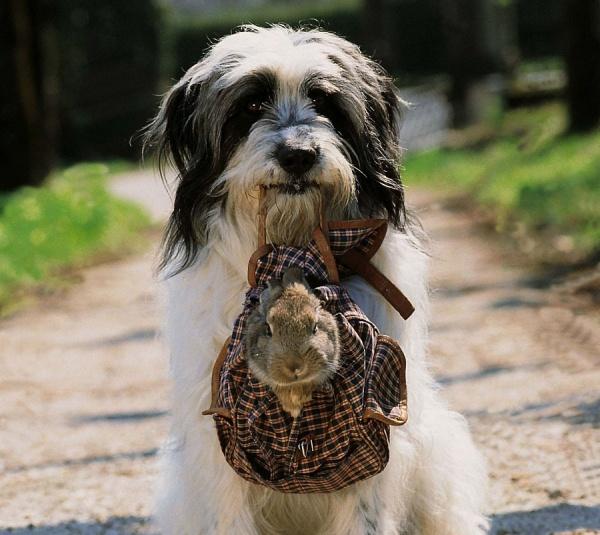 Image du produit Collection Willy Wuff - Édition 5 films (DVD, 2018, Allemand)