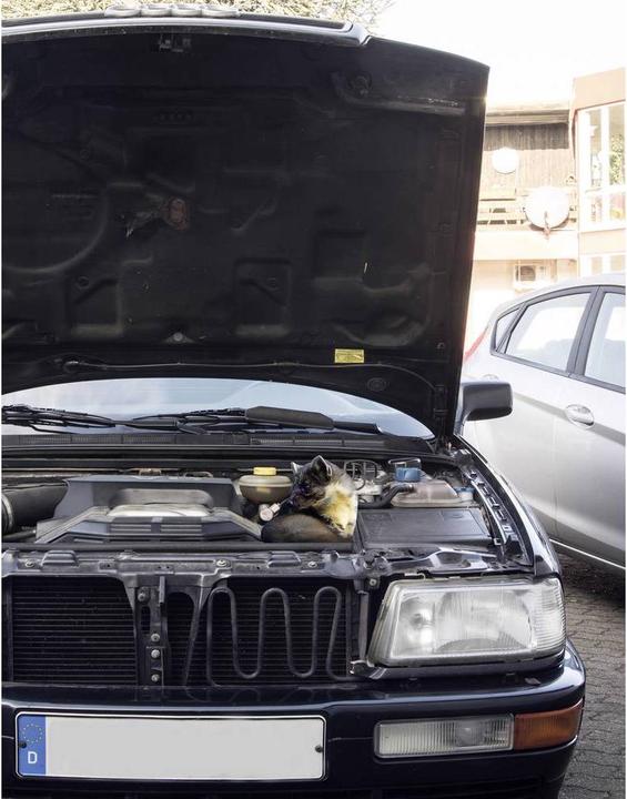 Immagine prodotto Gardigo Marten repellente Marten Free Car Ultra