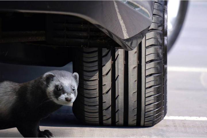Immagine prodotto Gardigo Marten repellente Marten Free Car Ultra
