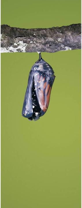 Produktbild Brinno Zeitraffer Kamera TLC200