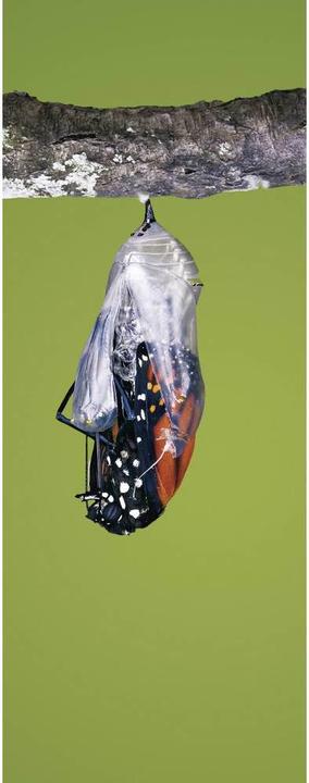 Produktbild Brinno Zeitraffer Kamera TLC200