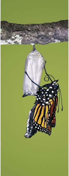 Produktbild Brinno Zeitraffer Kamera TLC200