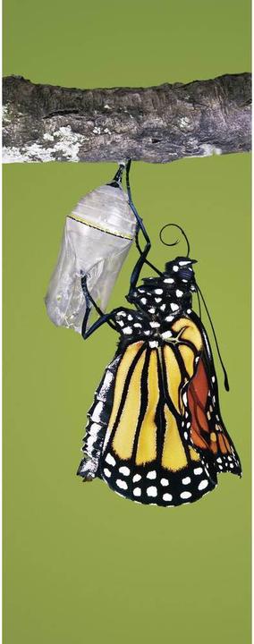 Produktbild Brinno Zeitraffer Kamera TLC200