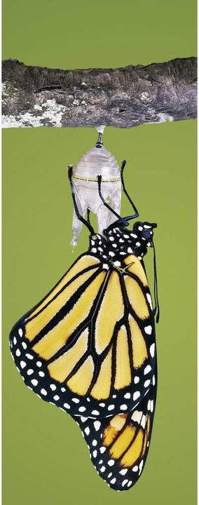 Produktbild Brinno Zeitraffer Kamera TLC200