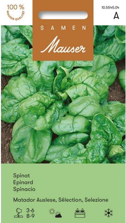 Actual product image Samen Mauser Spinach Matador selection (Vegetable seeds)