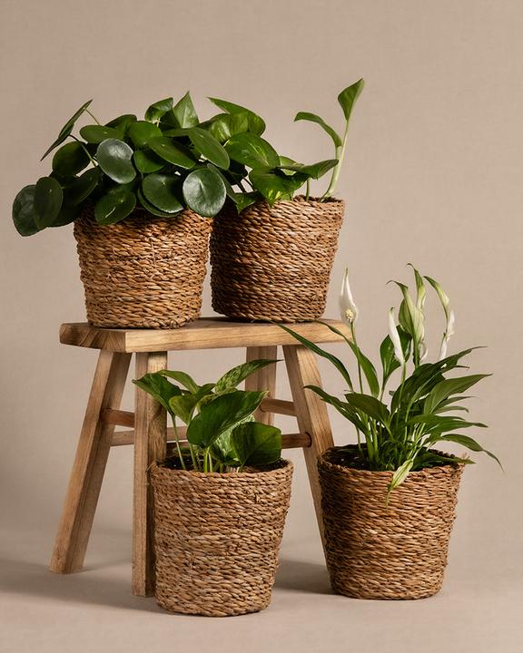 Image du produit feey Schnellwachsendes Pflanzen-Set (15 cm, Fraîchement rempotés)