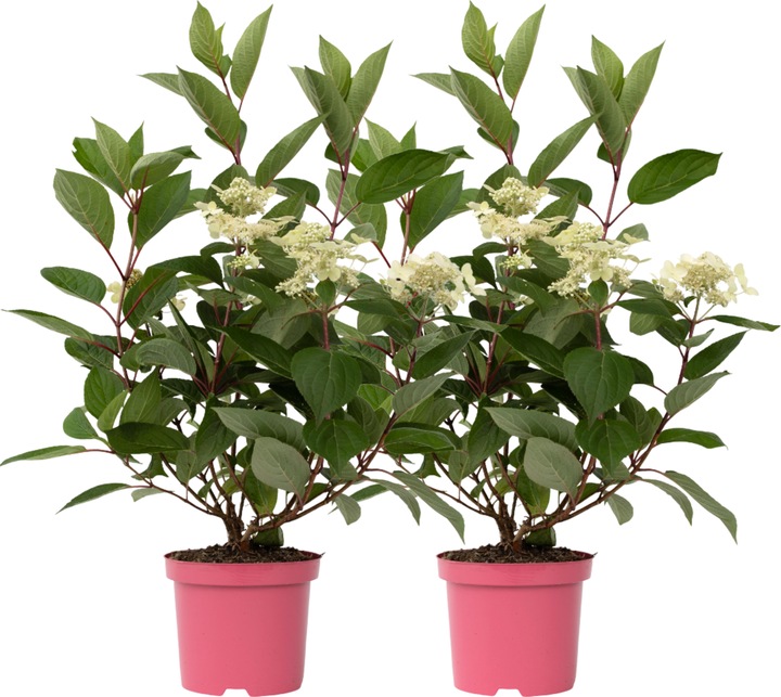 Actual product image Plant in a Box Hydrangea paniculata 'Early Harry' - set of 2 hydrangeas (25 cm)