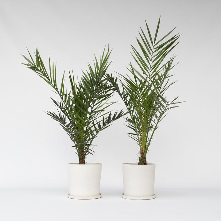 Image du produit Plant in a Box Phoenix canariensis (80 cm)