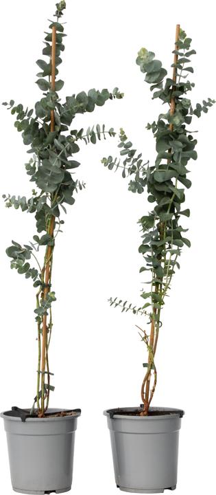 Plant in a Box Eucalyptus cinerea 'Silver Dollar' (110 cm)