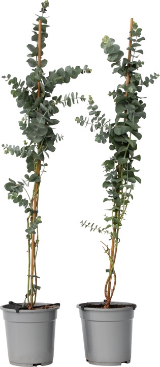 Produktbild Plant in a Box Eucalyptus cinerea 'Silver Dollar' (110 cm)