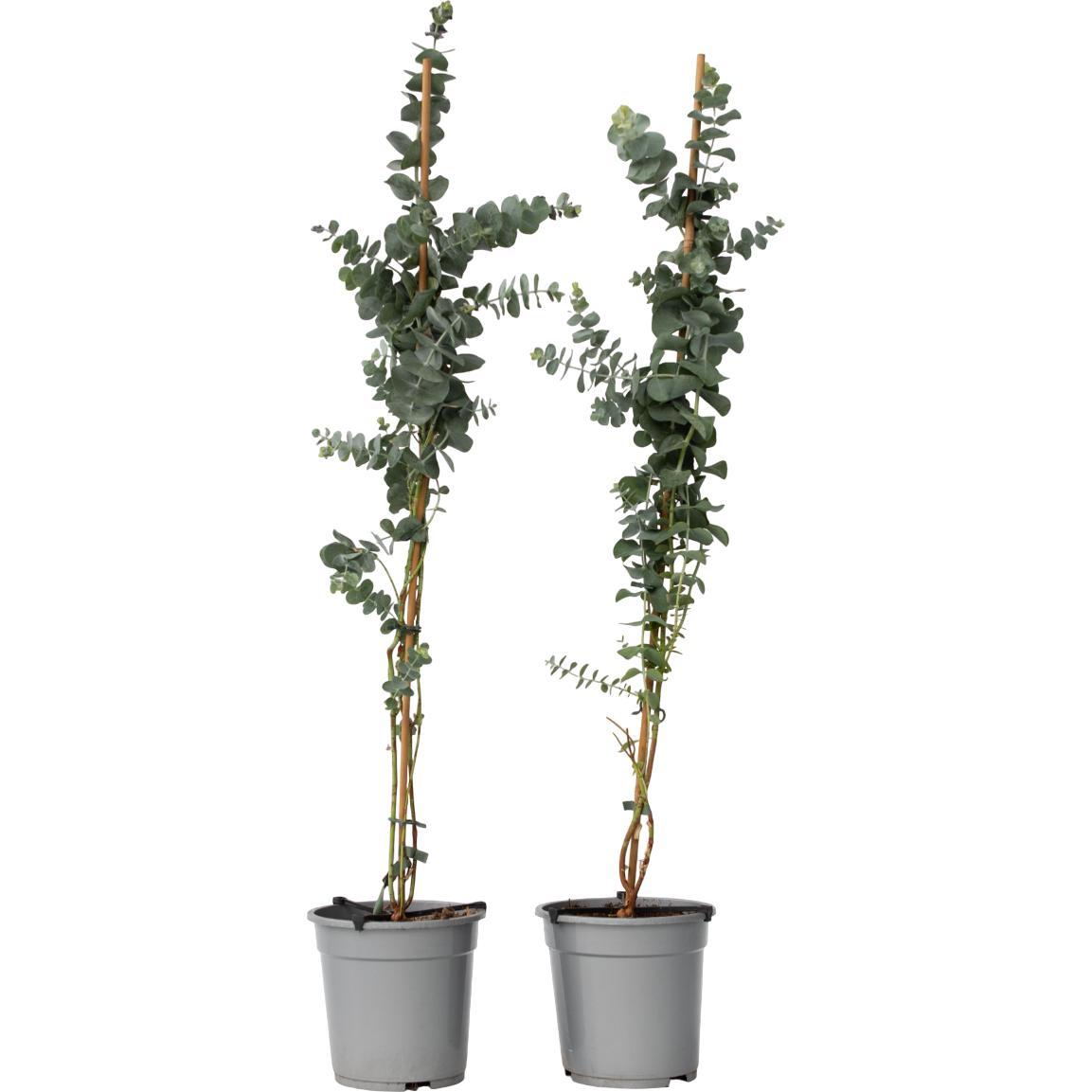 Plant in a Box, Pflanzen, Eucalyptus cinerea 'Silver Dollar' (110 cm)