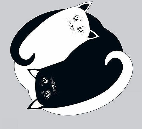 Produktbild Postkarten Katzen Ying Yang (10 Stk.)