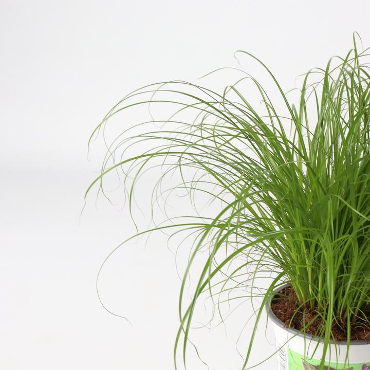 Produktbild Plant in a Box Cyperus zumula - 6er Set Zyperngras (30 cm)