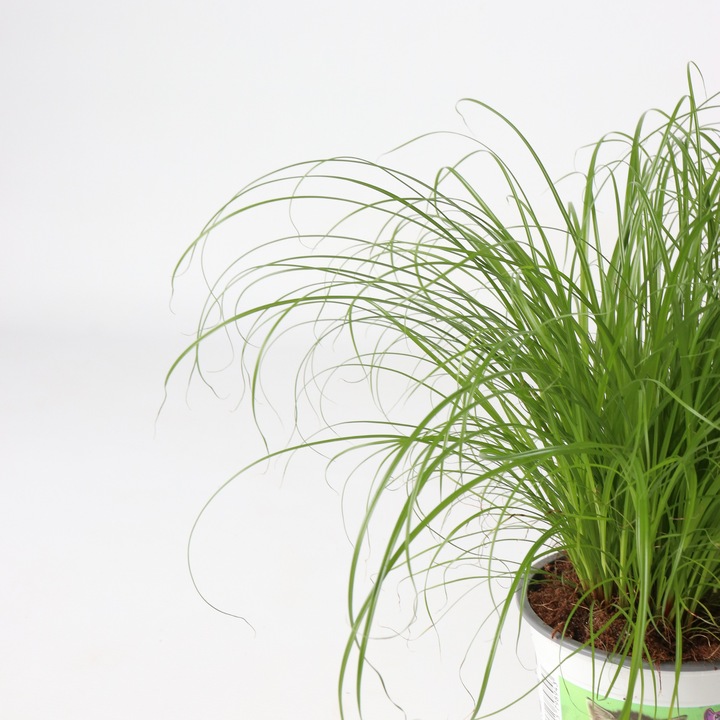 Actual product image Plant in a Box Cyperus zumula - Set of 6 Cyprus Grass (30 cm)