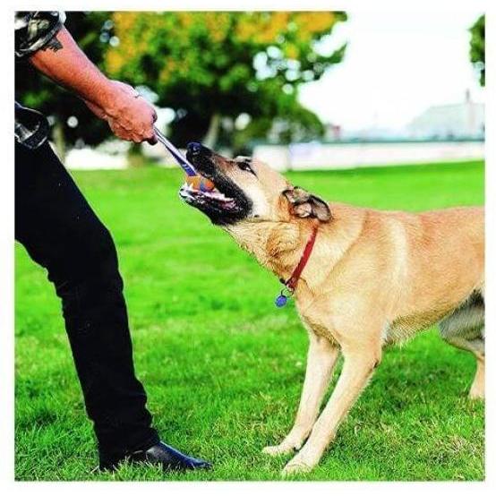 Thumbnail - Chuckit! Ultra Tug (Kauspielzeug), Hundespielzeug