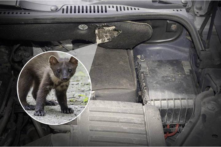 Immagine prodotto Gardigo Marten repellente Marten Free Car Ultra