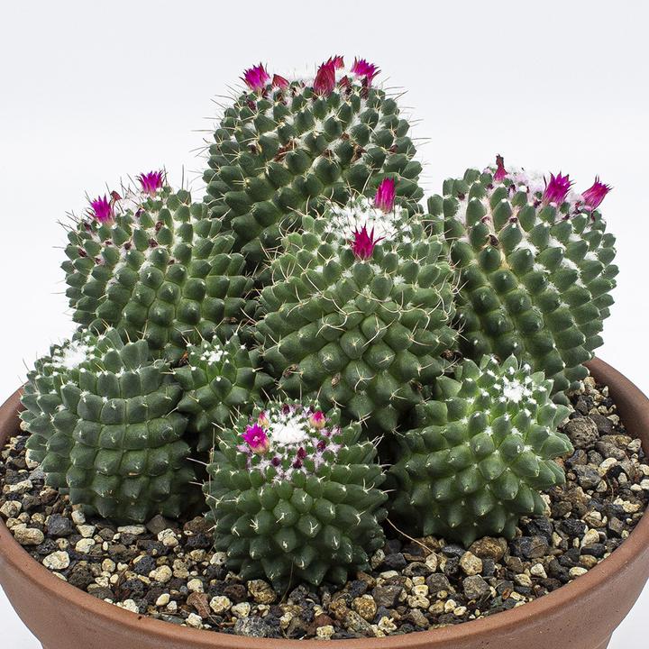 Produktbild Kakteen Gautschi Mammillaria toluca Gruppe (20 cm)