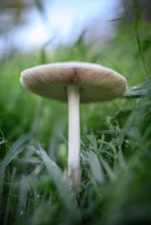 Produktbild Venus Optic Festbrennweite Laowa Argus 25mm f/0.95 CF APO – Sony E-Mount (Sony E, APS-C / DX)