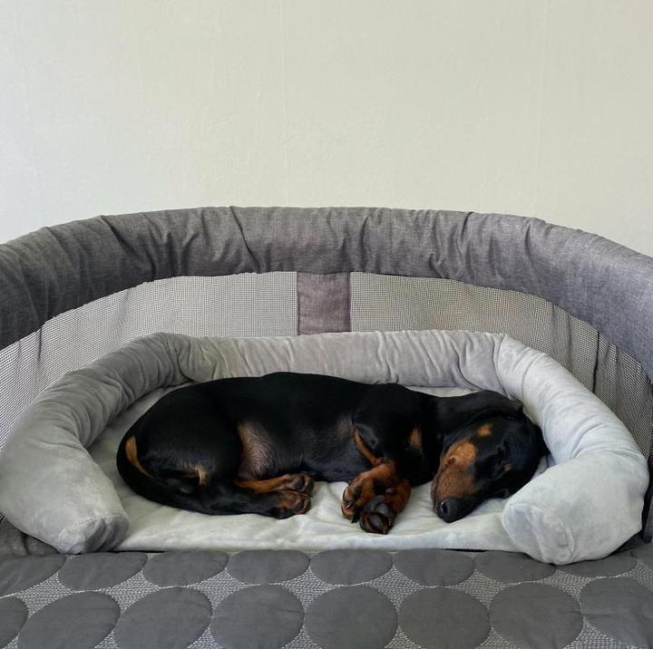 Actual product image Close2Me Pet Nest (Dog)