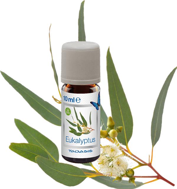 Produktbild Venta Bio-Duft Eukalyptus (3 x)