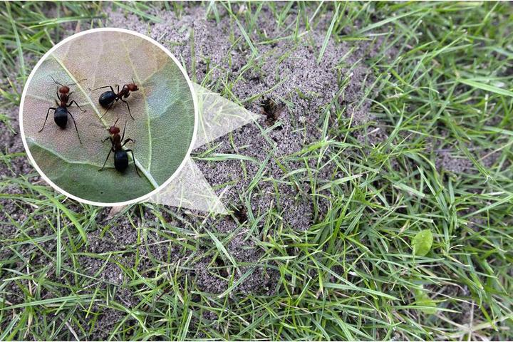 Actual product image Gardigo Wühlmausvertreiber r Wühlmaus Ameisen Abwehr