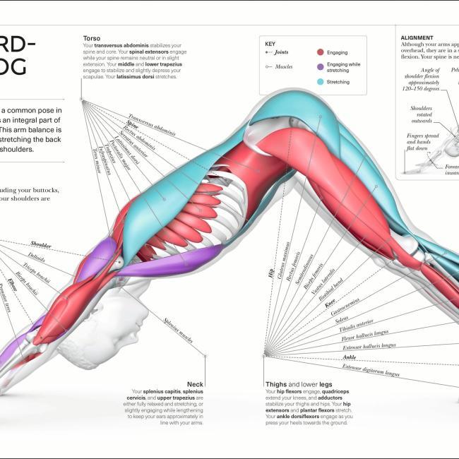 Produktbild Science Of Yoga (Englisch, Ann Swanson, 2019)