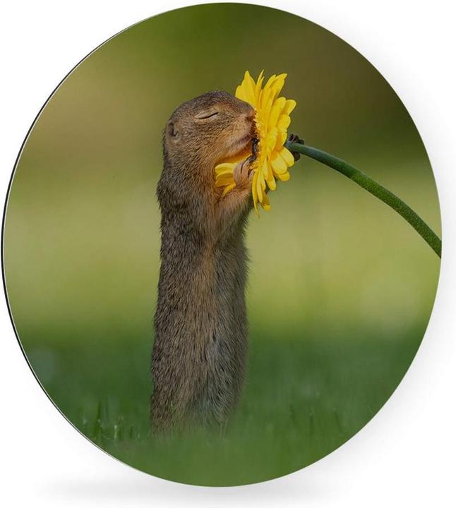 Actual product image Trenddeko van Duijn - Gopher smells flower (Ø 45 cm)