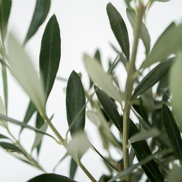 Actual product image Plant in a Box Olea Europaea - Set of 2 olive trees (25 cm)