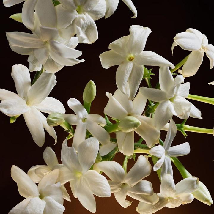 Produktbild Dolce & Gabbana The One Eau De Parfum Intense 30ml Vaporisateur (Eau de Parfum, 30 ml)