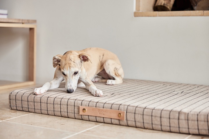 Immagine prodotto Oyoy Milo (Cane)