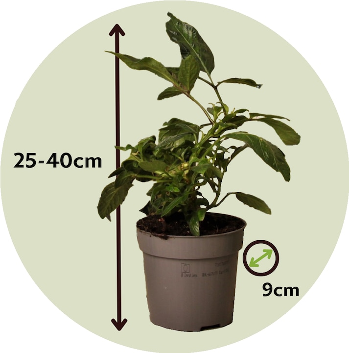 Immagine prodotto Plant in a Box Solanum Muricatum 'Pepino gold' - Set di 3 pere melone (40 cm)