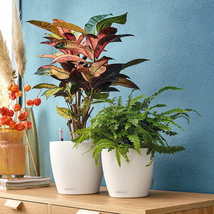 Actual product image Lechuza Classico Color