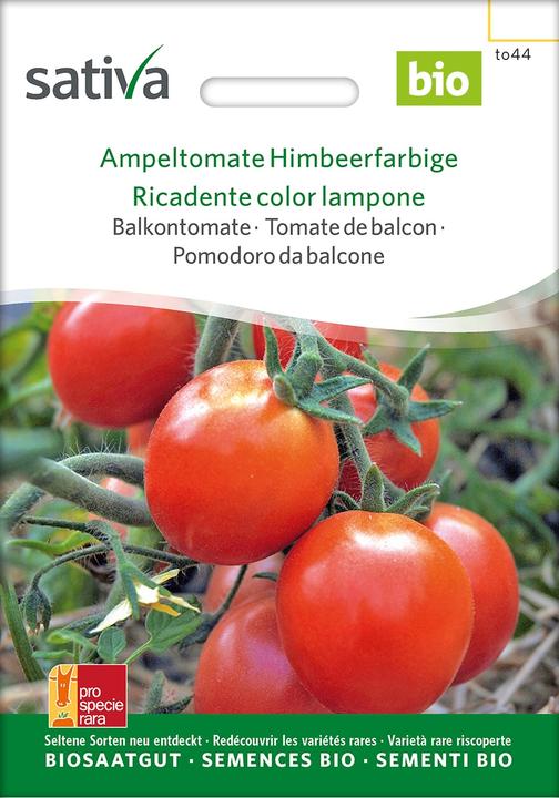 Actual product image Sativa Ampeltomate Raspberry Coloured (Vegetable seeds)