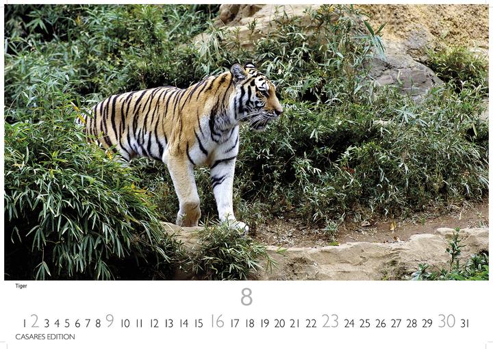 Actual product image Big Cats 2026 L 35x50cm (35 x 50 cm)