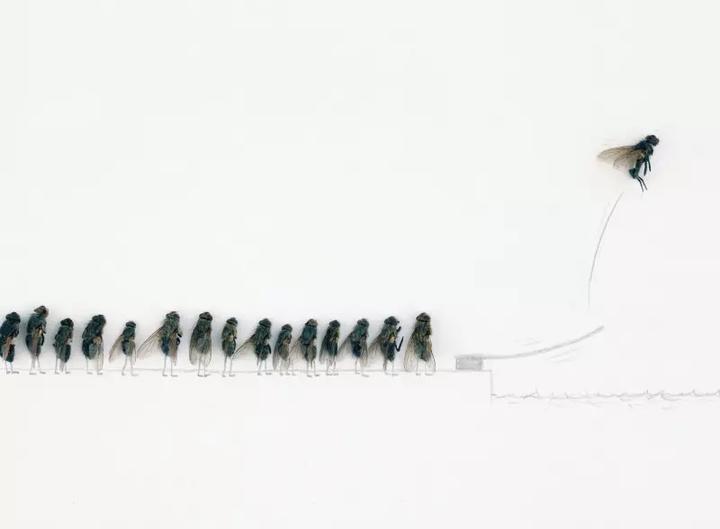 Produktbild Das geheime Leben der Fliegen (Deutsch, Magnus Muhr, 2011)