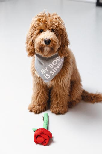 Produktbild Beeztees Bandana Single Boss (S, Hundemantel)