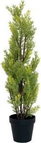 Immagine prodotto Europalms Cipresso (60 cm)