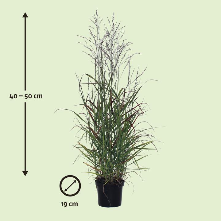 Image du produit Zulauf Panic, Millet (30 cm)