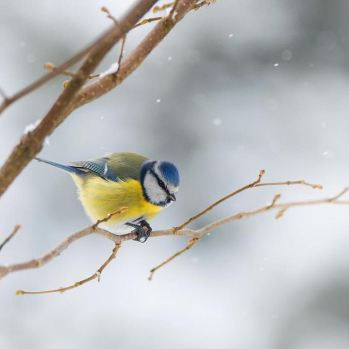 Produktbild Swissinno Vogel-Futtersilo Zurich lorbeergrün SMART BIRDS