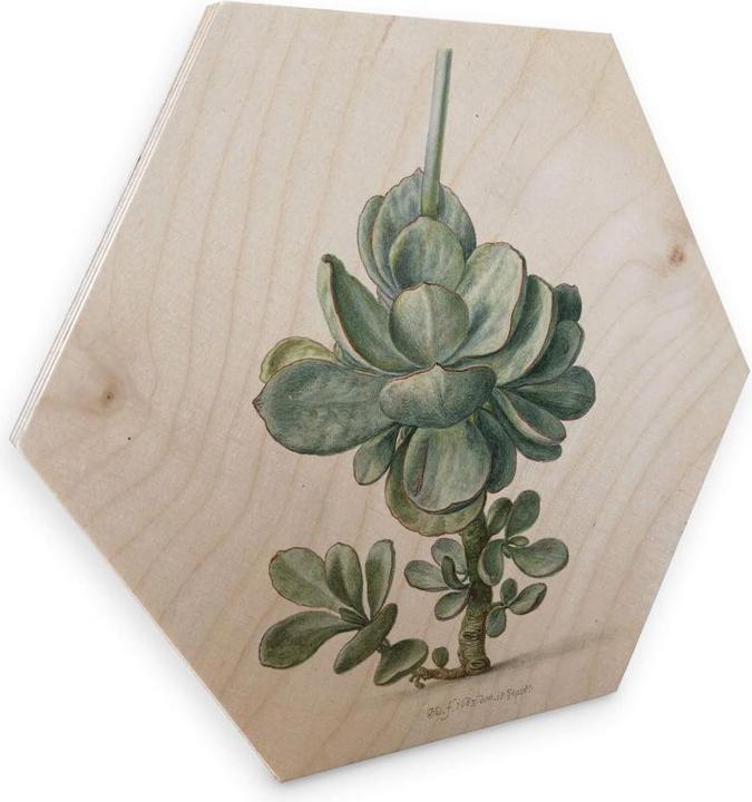 Image du produit Trenddeko Succulentes (55 x 47 cm)