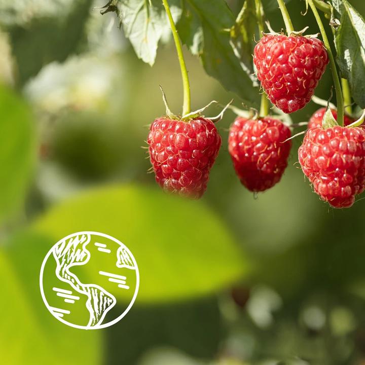 Actual product image Le Petit Marseillais Extra Gentle Shower Cream Organic Raspberry & Peony (400 ml)