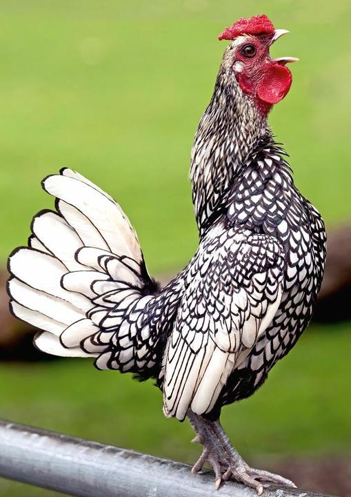 Produktbild Postkartenblock Hühner (1 Stk.)