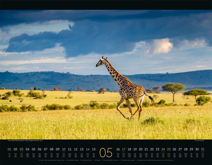Image du produit Wildes Afrika Kalender 2026 (54 x 42 cm, Couverture rigide, Anglais, Français, Allemand)