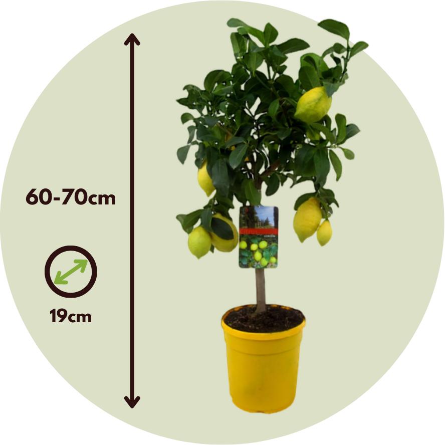 Thumbnail - Plant in a Box, Pflanzen, Citrus Limon - 2er Set Zitrone (60 cm)