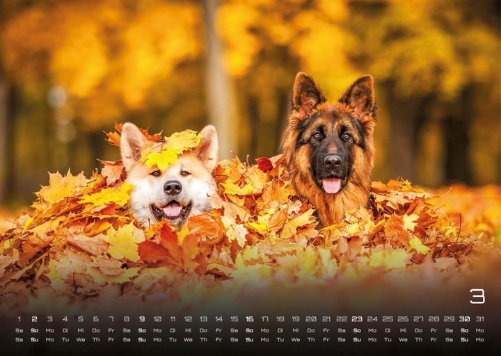 Produktbild Wuff - Unsere Vierbeiner - Der Hundekalender- 2025 - Kalender DIN A3 (A3, Harter Einband, Deutsch)