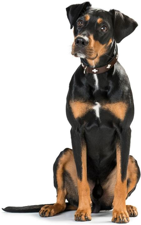 Actual product image Hunter Collar Swiss genuine leather (M, Dog, Walks)